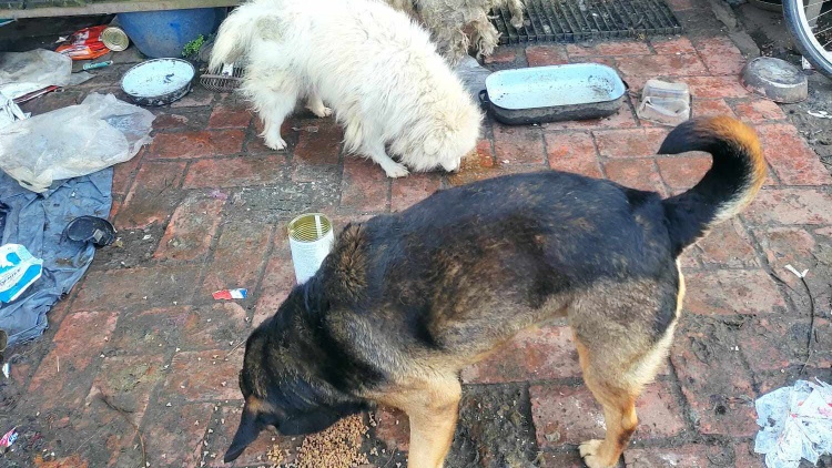 Útulek Pet Heroes Lanškroun přijal šest psů z nezvládnutého chovu