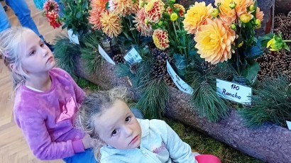 Výstavu jiřinek v Heřmanicích navštěvuje víc lidí, než má obec obyvatel