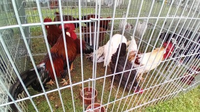 V centru města kokrhají kohouti a vrkají holubi
