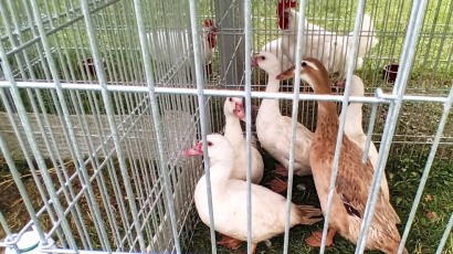 V centru města kokrhají kohouti a vrkají holubi