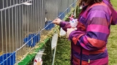 V centru města kokrhají kohouti a vrkají holubi