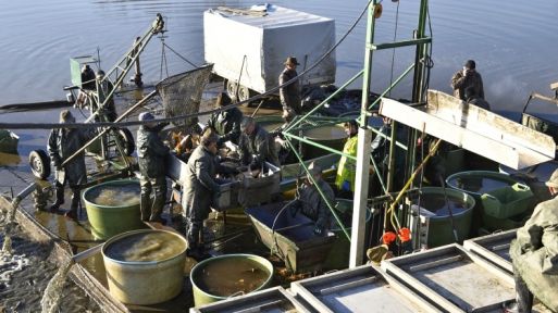 Obrazem: Výlov rybníku Hvězda