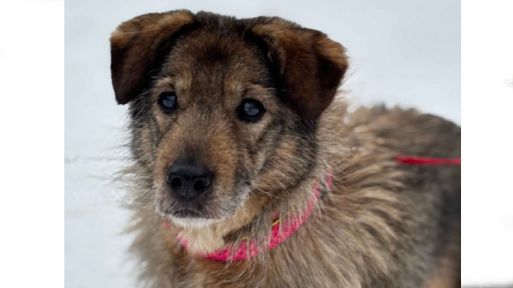 Starší fenka z Lanškrouna hledá klidné útočiště