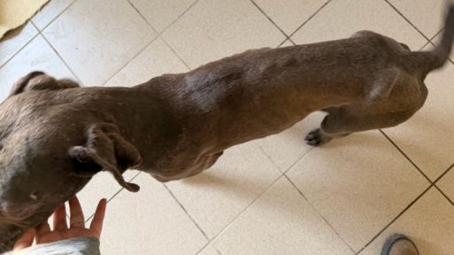 Fenka z nezvládnutého chovu v Pohořelicích našla útočiště v útulku v Lanškrouně 