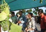 vinobrani