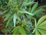 marihuana