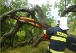 hasic_rozrezava_strom