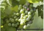 hroznove_vino