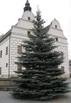 smrk_stribrny
