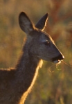 ilustracni_foto