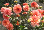 jiriny