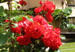 vetouci