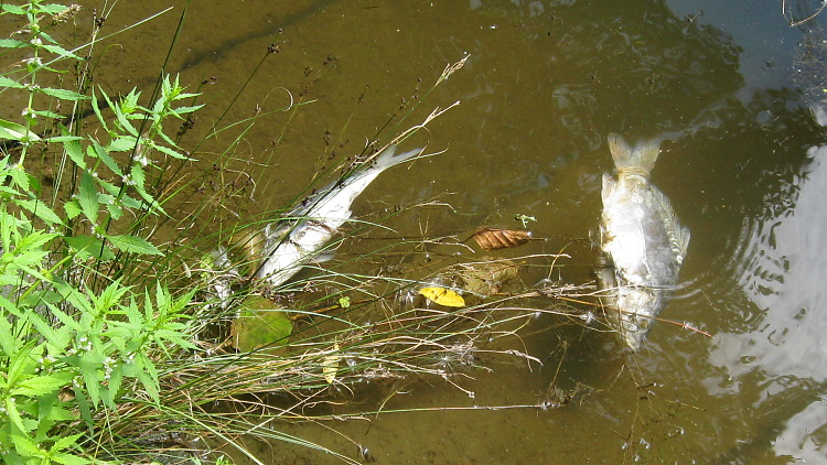 Na rybníku Dlouhý byl v těchto dnech zaznamenán úhyn ryb