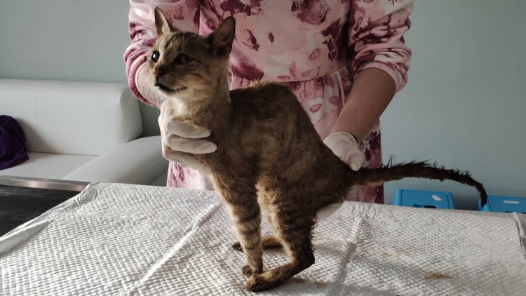 Útulek Pet Heroes Lanškroun přijal do péče patnáct koček z kauzy Chýnov