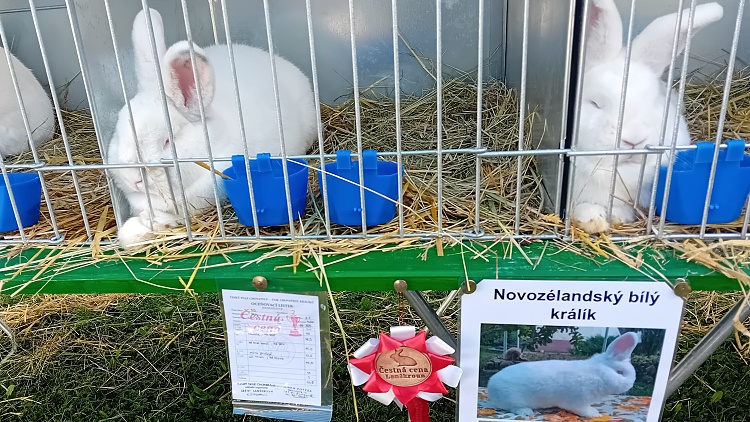 V centru města se ozývá kokrhání, kdákání i další zvuky drobného zvířectva