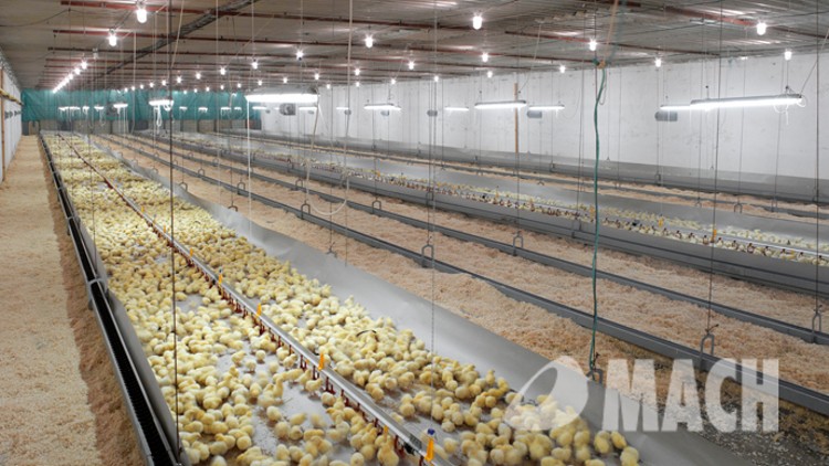 V Albrechticích se prokázala ptačí chřipka